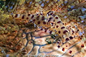 Coleman shrimp couple on fire orchid by Jose Maria Abad Ortega 